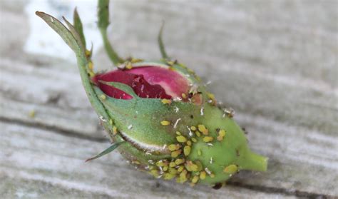 How To Get Rid Of Aphids From Roses The Pest That Steals The Scent Of