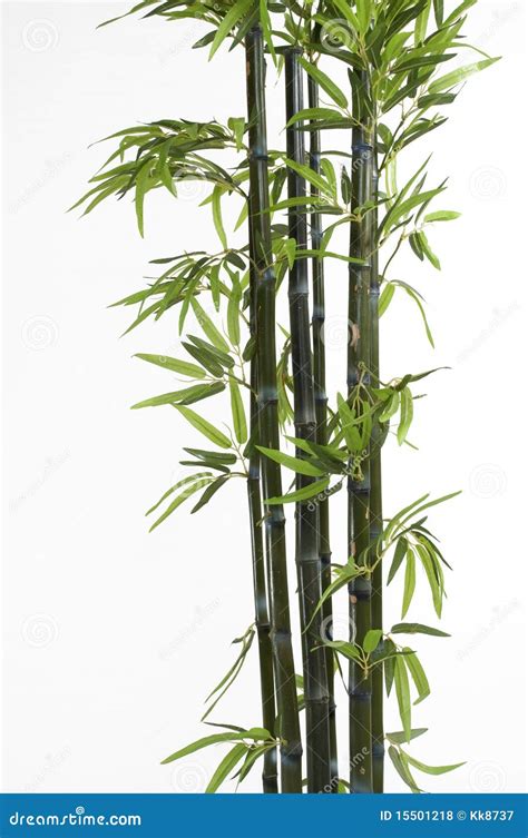 Bambou Photo Stock Image Du Centrales Lame Asie Contexte