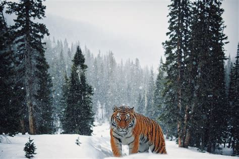 Ciekawostek O Tygrysie Syberyjskim Podr Trwa