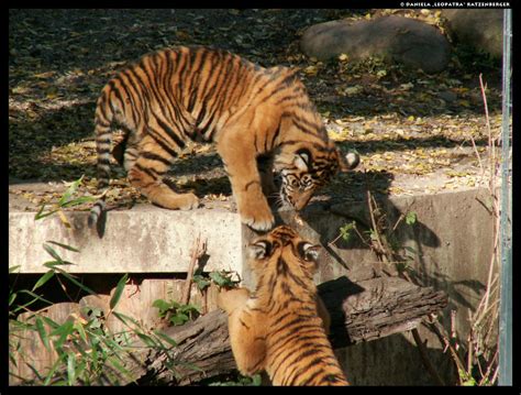 Tiger Cubs Playing By Leopatra Lionfur On Deviantart