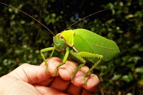 Giant False Leaf Katydid Pseudophyllus Titan Pseudophyll Flickr