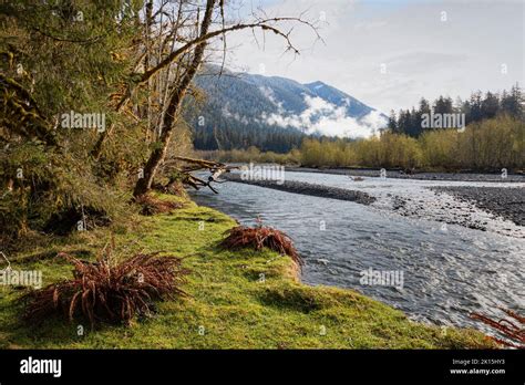 Wa22031 00washington The Hoh River In The Hoh River Valley In The