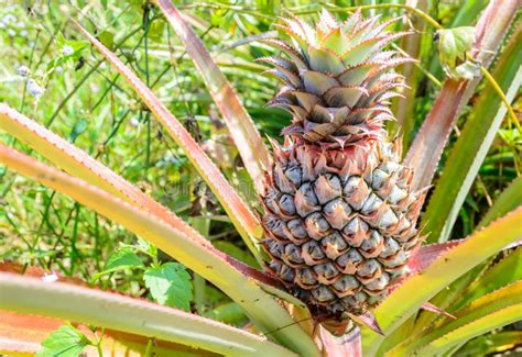 Fresh Tropical Pineapple On The Tree In Farm Stock Photo Image Of