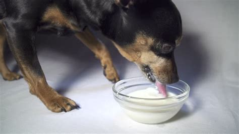 Can Dog Drink Milk Heres What You Want To Know Better Doggy