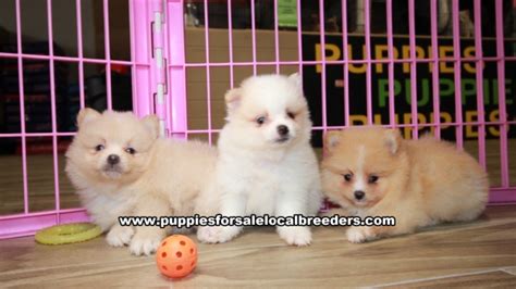 Puppies For Sale Local Breeders Precious Pomeranian Puppies For Sale