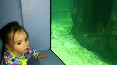 Alexis At Mystic Aquarium Youtube