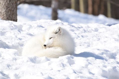 Hd Wallpaper Dogs Arctic Fox Sleeping Snow White Wildlife