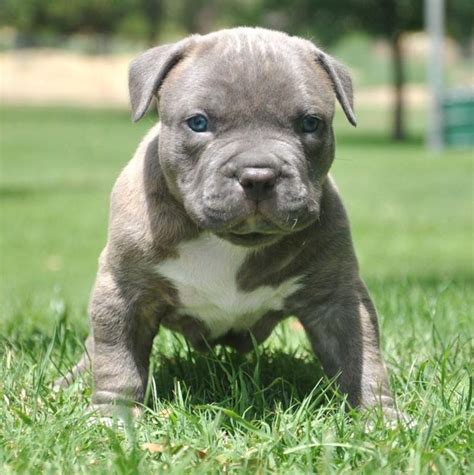 Charming Blue Nose Pitbull Charming Blue