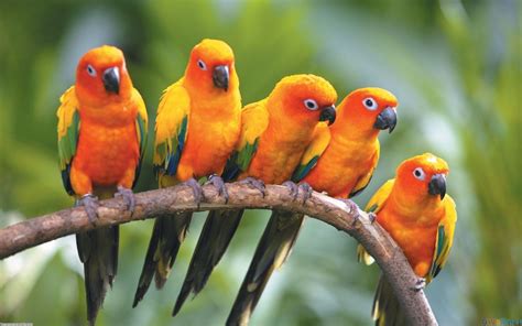 Parrots Pet Birds Conure Parrots Beautiful Bird Wallpaper