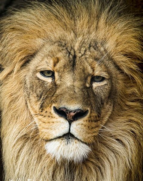 Lions Face Up Close Lion Pictures Lions Big Cats