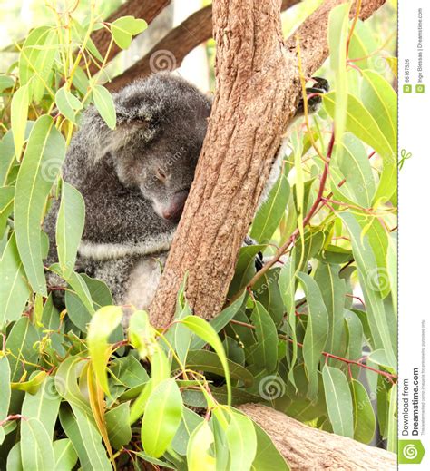 Koala Bear Sleeping Stock Photo Image Of Environment