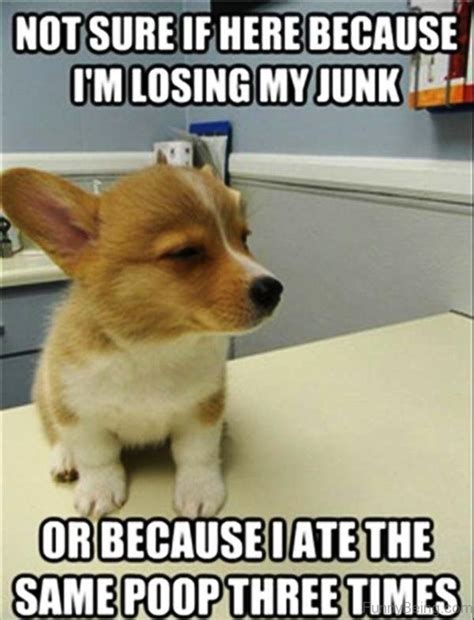 29 Dog Memes Hilarious Factory Memes