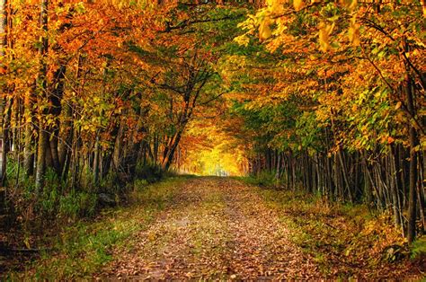 Path Through Woods Autumn Trees Wood Country Roads