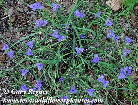 Thumbnail Index Of Blue Purple Texas Wildflowers Texas Wildflower