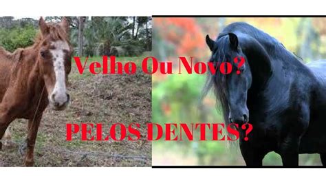 Quantos Anos Vive Cavalo
