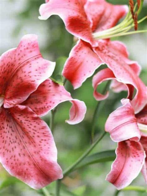 How To Grow And Care For Stargazer Lily Complete Guide Planet Natural