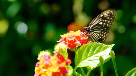 Butterfly Farm In Penang Expedia
