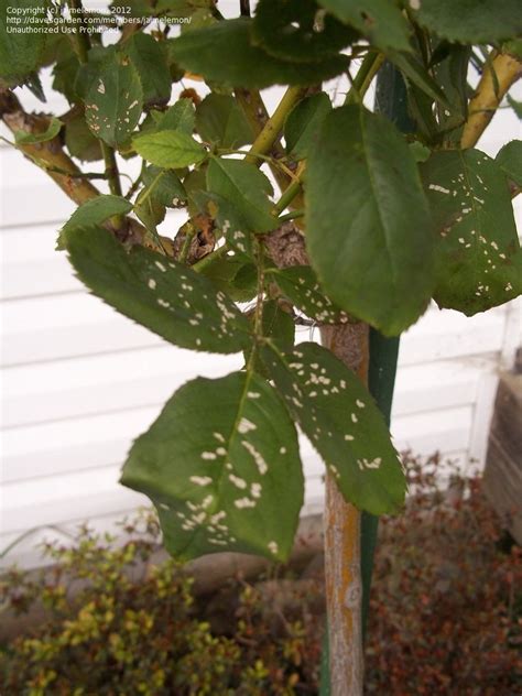 Garden Pests and Diseases What's eating my rose leaves?, 1 by jaimelemon