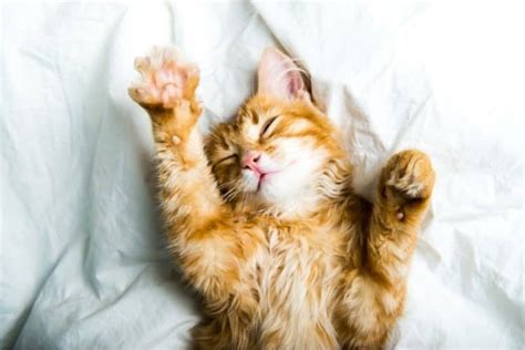 Why are outdoor cats considered a problem? How Long Do Cats Live? Vet Answers & Age Chart - Pet Life ...