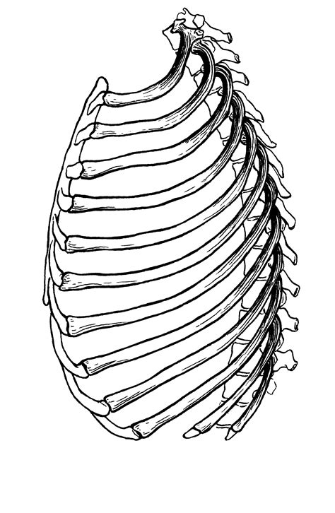 Rib Cage Png Transparent Background Images