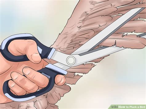 How To Pluck A Bird With Pictures Wikihow