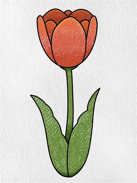 25 Tulip Drawing Ideas How To Draw Tulip Diyncrafty