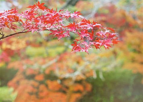 Premium Photo Red Maple Leaves