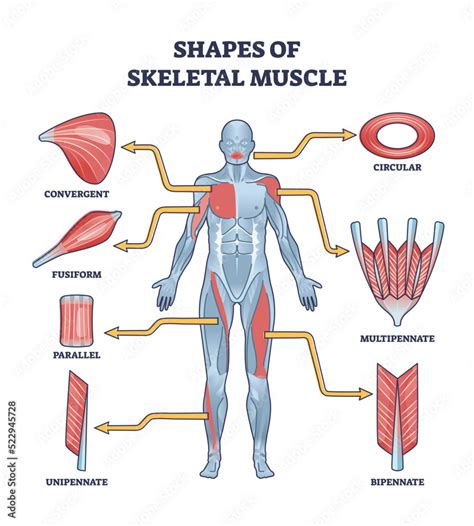 Shapes Of Skeletal Muscles With Various Muscular Types Outline Diagram