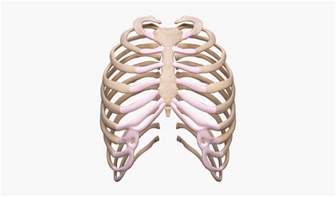 Rib Cage Png Transparent Images Free Transparent Clipart ClipartKey