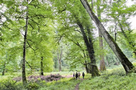 Iran's Hyrcanian Forests Inscribed on UNESCO's World Heritage List ...