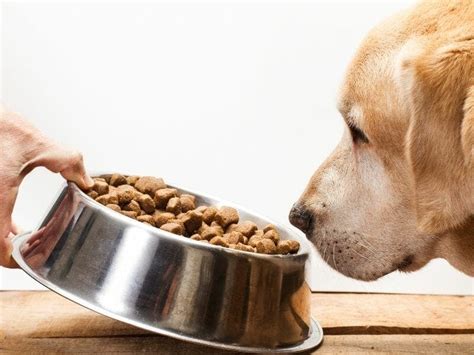 The Best Food To Feed An Elderly Dog Waldos Friends
