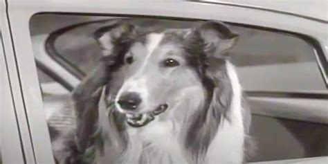 Real Life Us Lassie Leads Police To Owners Crashed Car Raw Story