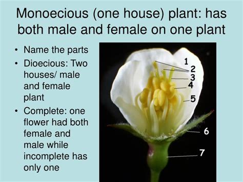 Individuals having both male and female reproductive parts are called hermaphorditic. PPT - PLANT DIVISIONS PowerPoint Presentation - ID:2974727