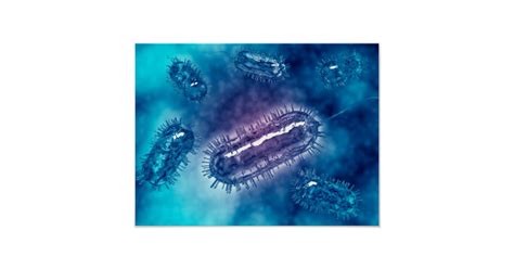 Group Of Escherichia Coli Bacteria Cells 1 Poster Zazzle