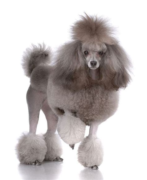 Poodle Names French Standard Toy Names For Poodles