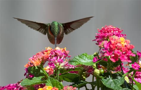 Animal Hummingbird Hd Wallpaper
