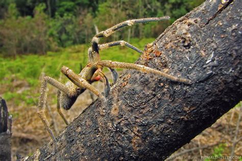 Phoneutria Nigriventer Brazilian Wandering Spider Armad Flickr