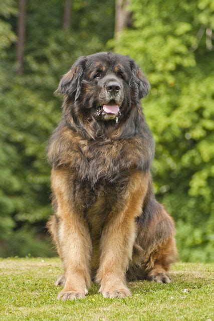 Léonbergjadore Leonberger Dog Huge Dogs Dog Breeds