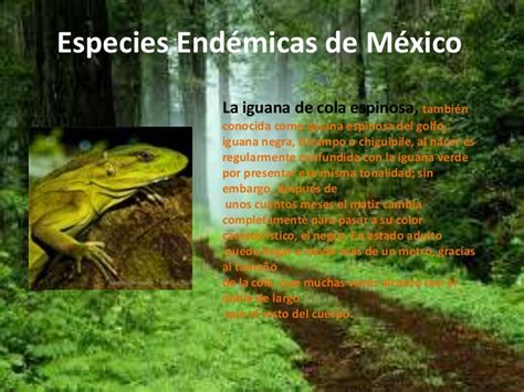 Todo lo que necesitas saber sobre una especie que depende de su ecosistema para poder vivir, sin poder salir de él. Especies endémicas de méxico