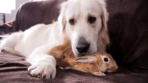 Dog And Rabbit Are Best Friends Fresh Positivity