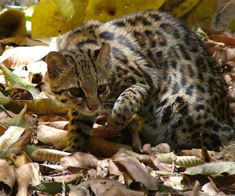 One Becomes Two Genes Show Brazilian Wild Cat Is Two Species