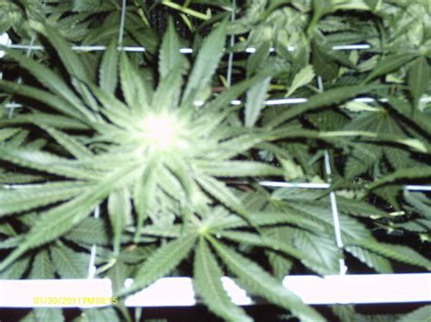 Choosing the best and cheap grow light at the same time is a challenging task. Grow Lights for Stealth and Indoor Growing! Super Powerful ...