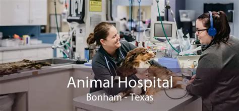 Animal Hospital Bonham Small Affordable And Emergency Animal Hospital