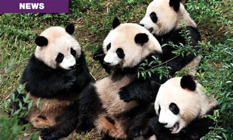 Giant Pandas Are No Longer An Endangered Species Y101fm