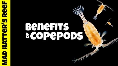 Benefits Of Copepods In A Reef Tank Youtube