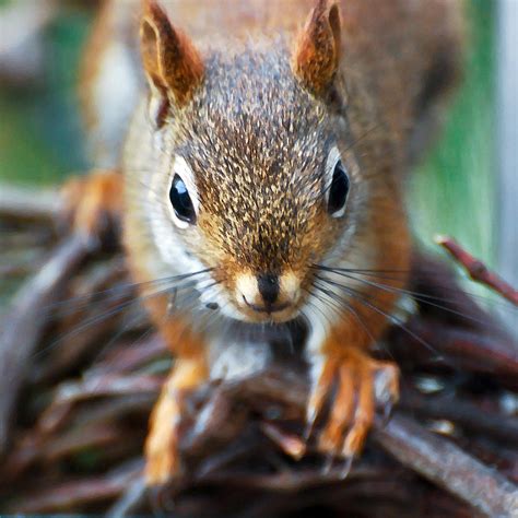 Squirrel Close Up Photograph By Kerri Farley Pixels