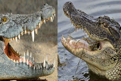 Alligator And Crocodile The Differences Youtube