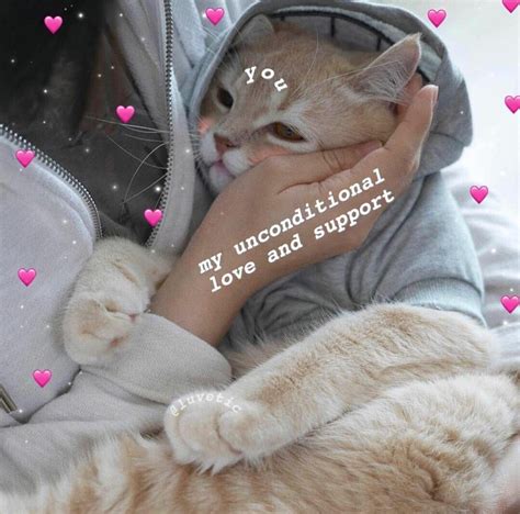 Pin Xcharlottc Cute Cat Memes Cute Love Memes Funny Cute Funny