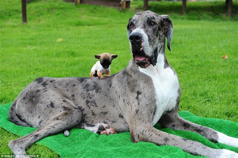 Great Dane Believed To Be The Worlds Tallest Meets Up With Britains