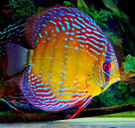 Thailand Mixed Discus Fish Arizona Aquatic Gardens Peixes
